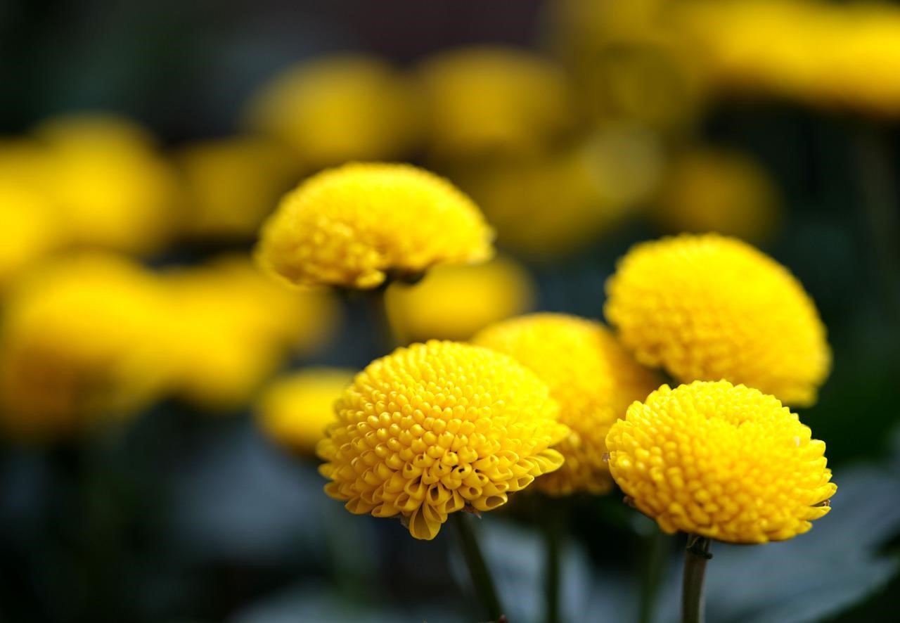 菊花香料	Chrysanthemum