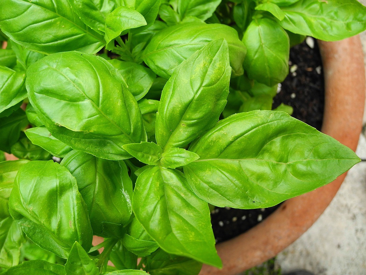 九層塔香料	Basil Flavor