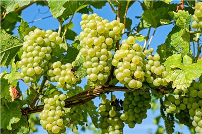 香檳葡萄香料∞Champagne grapes 