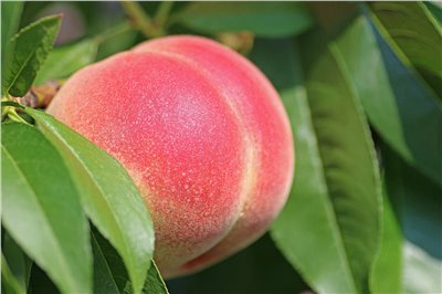 水蜜桃香料∞Peach Flavour