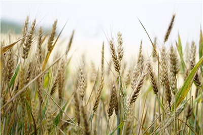 麥香香料∞Barley Flavour